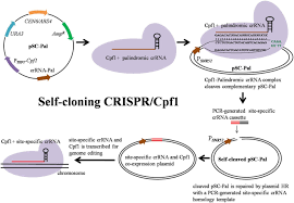 Since cpf1 loci are widely distributed across bacterial species, zetsche et al. Self Cloning Crispr Cpf1 Facilitated Genome Editing In Saccharomyces Cerevisiae Bioresources And Bioprocessing Full Text