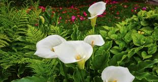 Mis kokulu yaprakları sayesinde hemen. Para Cicegi Evin Neresinde Durmali Para Cicegi Bakimi Ve Ozellikleri Son Dakika Haberler