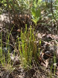 Image result for Schizaea