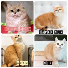 Cara perawatan kucing british shorthair. My British Shorthair Cattery At Shah Alam Selangor Malaysia Home Facebook