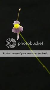 Image result for Utricularia welwitschii