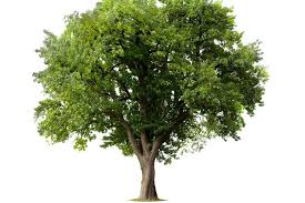 Oksigen yang digunakan dalam respirasi masuk ke dalam setiap sel tumbuhan dengan jalan difusi demikian juga halnya dengan co2 yang dihasilkan respirasi akan berdifusi ke luar sel dan masuk ke dalam ruang antar sel. Memahami Proses Dan Reaksi Kimia Fotosintesis Halaman All Kompas Com