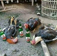 .gambar kartun monyet di pohon, gambar monyet lucu, gambar monyet sedih, gambar monyet ngeledek koleksi gambar gambar kartun lucu monyet terbaru 2020 sumber sapawarga.com. 30 Ide Gambar Lucu Lucu Gambar Lucu Kutipan Lucu