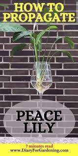 Peace Lily Care Propagation Peace Lily Care Peace Lily Lily Care