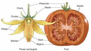 Do tomatoes grow from flowers. Tomato Flower To Fruit Growing Tomato Plants Tomato Plants Growing Organic Tomatoes