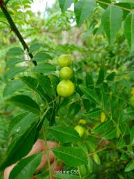 Image result for Harrisonia