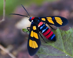 All Black Bug That Looks Like A Wasp Bug Questions I Found An Interesting Moth Today Small With Black Wings A Shiny Blue Body And A Bright Orange Fu Moth Beautiful Bugs Beautiful Butterflies