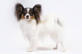 Papillon Dog Breed Information