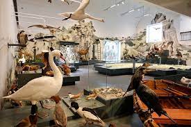 naturmuseum st gallen julia marti illustration design