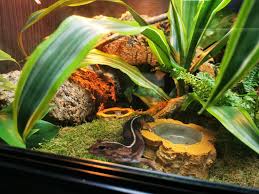 Setting Up A Bioactive Enclosure Bioactive Vivarium Reptile Enclosure Leopard Gecko