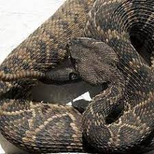 La Alimentacion De La Serpiente Cascabel En 2021 Especies De Serpientes Las Serpientes Mas Venenosas Cascabel