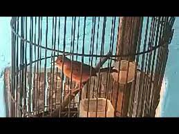 Suara cici merah betina ribut. Download Video Suara Burung Cici Merah Betina Mp3 Mp4 3gp Flv Download Lagu Mp3 Gratis