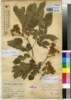 Image result for Albizia grandibracteata