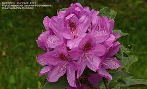 'anah kruschke' as the seed parent, and r. Plantfiles Pictures Rhododendron Anah Kruschke Rhododendron By Marsrover