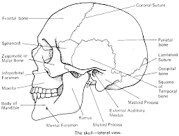 It has compact bone with a central cavity. Facial Fracture Repair Nyc Facial Injuries New Jersey