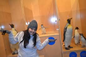 There are 17 different types of penguin in the world. Penguin Parade Phillip Island Melbourne