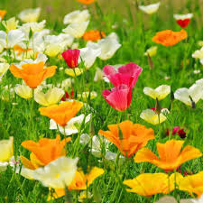 We did not find results for: Californian Poppy Single Choice Mix Seeds The Seed Collection