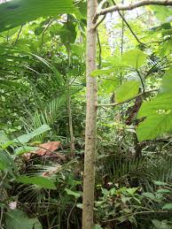 Image result for Triplaris americana