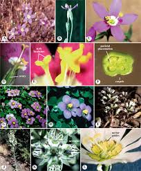 Image result for Apocynaceae subfamilies Asclepiadoideae and Secamonoideae