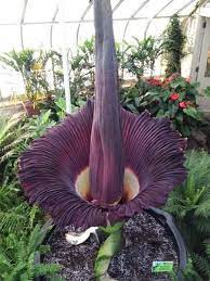 What S Your Corpse Flower S Name Ours Is Morty By Elizabeth Licata Corpse Flower Planting Flowers Flower Names