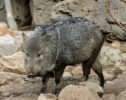 Each group defends a territory. Hunting The Javelina Don Mcdowell