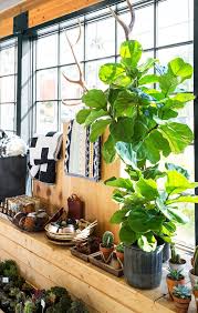 Camelback Flower Shop Phoenix Flower Shop Hanging Plants Plants