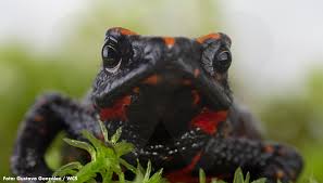 Image result for Atractus arangoi