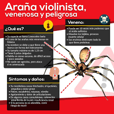 Tonada solfa syllable viuda negra y solfa syllable reclusa castaño solfa syllable explicamos las características de solfa syllable araña violinista, los síntomas de su picadura y solfa syllable mostramos imágenes. Sintomas De Picadura De Arana Violinista Fotos Picaduras De Arana Violinista Como Identificarlas Y Que Hacer Si Solfa Syllable Pica Una