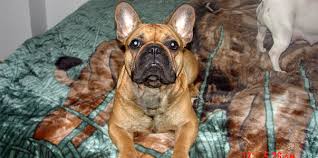 Yoda is the perfect english bulldog puppy. Los Angeles Ca Buy French Bulldog French Bulldog Breeders French Bulldog For Sale French Bulldog In Los Angeles