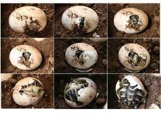File Eclosion Tortue D Hermann Jpg Wikimedia Commons Tortue Hermann Oeuf De Tortue Tortue