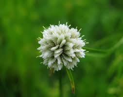 Image result for Cyperus obtusiflorus