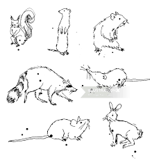 Drawing a picture needs a lot of detailed observation, otherwise it is very tough to go through the full detailed drawing may be it is a pencil sketch or a color drawing. Small Wild Animals Illustration By Marieke Nelissen