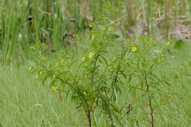Image result for Ludwigia leptocarpa