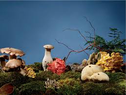 Maybe you would like to learn more about one of these? Mushrooms The Last Survivors The New York Times