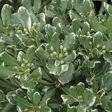 Full sun in cool climates; Variegated Mock Orange Pittosporum Tobira Variegatum In Houston Texas Tx At Buchanan S Native Plants
