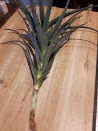 This is a necessary adaptation to living in hot, dry climates. My Aloe Plant Broke Off How Do I Save It Or Transplant Hometalk