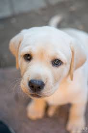 Puppies for sale near cincinnati, ohio your search returned the following puppies for sale. Tiny Lady Yellow Lab Puppy Yellow Labrador Retriever Labrador Retriever