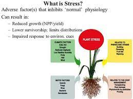 Plant Response To Stress Ppt Video Online Download