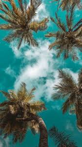 1001 Ideas For Cute Wallpapers That Bring The Summer Vibe In 2020 Nature Wallpaper Summer Wallpaper Tumblr Wallpaper