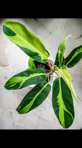 Philodendron Golden Emerald Varigata Purple Plants Philodendron Plant Variegated Plants