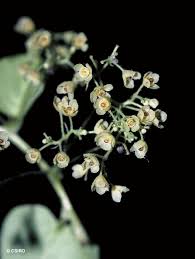 Image result for Cissampelos torulosa