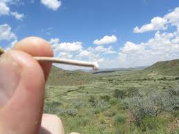 Image result for Orthanthera