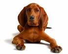 Redbone Coonhound Dog Breed Information, Pictures ...
