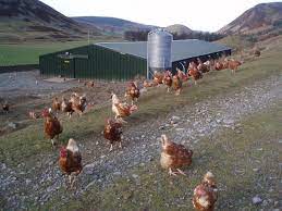They began by rearing better chicken. Free Range Wikipedia