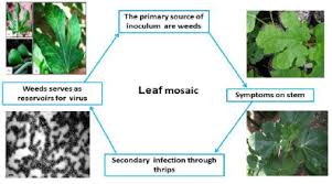 Fig mosaic won't hop to something else in the. Fig Diseases Vikaspedia