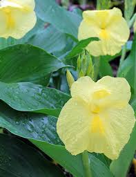 Image result for Siphonochilus