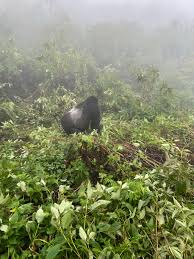 Gorillas in the Mist – Air, Landier, and Sea