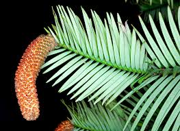 Image result for Araucariaceae