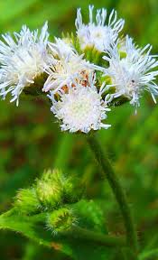 Image result for Ethulia conyzoides