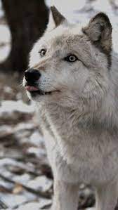 Pin By Helio Mendes On Animales Husky Siberian Husky Wolf Husky